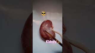 KidneyMorphologyAnatomy [upl. by Nnylrefinnej823]