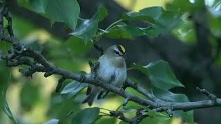 Goldencrowned Kinglet sitting still for 213 seconds [upl. by Tuddor677]