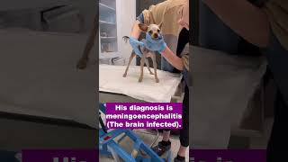 Little puppy suffers from Meningoencephalitis just wants love [upl. by Nared924]