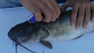 How To Skin and Fillet a Catfish Like a Pro  Best Tools Needed [upl. by Natanoy]