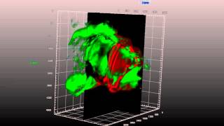 ZEISS Lightsheet Z1 Olfactory epithelium [upl. by Eerrehc970]