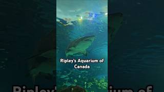 Ripleys Aquarium [upl. by Purcell]