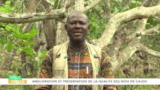 ANACARDE  APPLIQUER LES BONNES PRATIQUES AGRICOLES [upl. by Ahsinaw58]