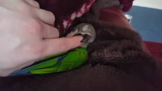 Cute Dusky Headed Conure playing on his back [upl. by Einotna]