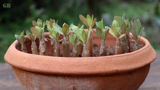 Adenium Seedlings Transplant repotting [upl. by Alaster]