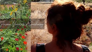 Vegetable Gardening In Arizona Easy Tips For Success [upl. by Lipski678]