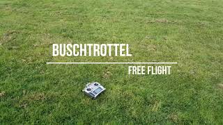 Buschtrottel Free Flight [upl. by Aed]