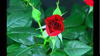 Blooming Red Rose Timelapse [upl. by Ilajna]