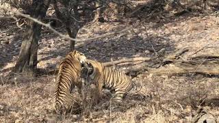 Tiger fighting at Ranthambore National Park  A rare sighting [upl. by Yecram]