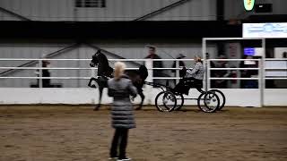 Jackie in Class 29  Hackney Pony Open  Spooktacular in Springfield OH on 10202023 [upl. by Naman600]