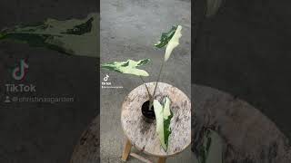 Alocasia Sariana variegated aroids plants aroidplant alocasia aroidcollector alocasiaplant [upl. by Tomasine544]