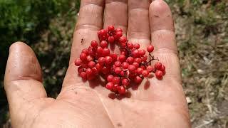 The toxic Red Elderberry Sambucus racemosa [upl. by Sikata]