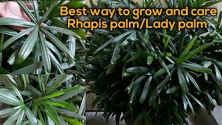 Care of Rhapis PalmLady Palm  How to propagate them Best air purifier indoor Plant [upl. by Adiasteb163]