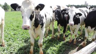 Dairy Farm Sustainability Award winner Clovermead Farms [upl. by Radnaxela]