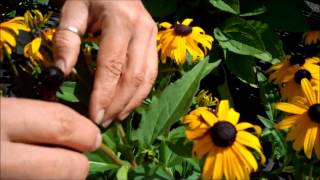 Wilsons Garden Center Deadheading Rudbeckia [upl. by Sisco]