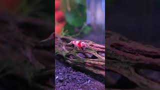 Aquarium Central  Crystal Red Shrimp Caridina cf cantonensis [upl. by Billy]