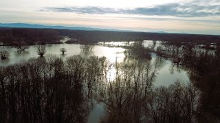 Atemberaubend  Überflutete AuLandschaft Drösing  Hohenau 2023 4K  Drohnenflug djimini2 [upl. by Cinimmod]