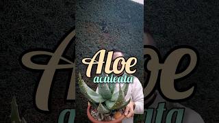 Aloe aculeata [upl. by Naeloj]