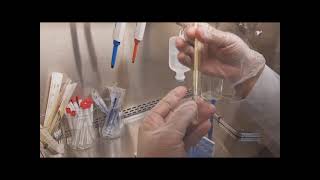 طريقة عمل اختبار coagulase test في معمل الميكروبيولوجي للتعرف على staphylococcus aureus [upl. by Liddle914]