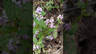 Tetramerous Flower with Four Stamens  Different Types of Flowers  Botany Explained angiosperms [upl. by Theresa]