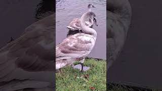 Swans swindon birds wiltshire wildlife swans [upl. by Enomaj]