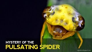 Mystery of the Pulsating Spider [upl. by Nylitsirk]