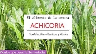 ACHICORIAPlanta Medicinal  Usos y Aplicaciones [upl. by Seligman]