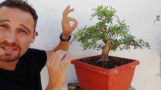 Lentisco bonsai La Joya De La Corona [upl. by Marin149]