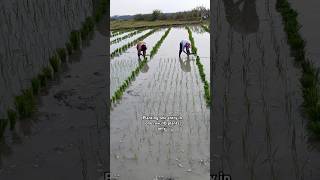 Paddy Germplasm transplanting 🌾 rice agriculture research shorts [upl. by Ettesel]