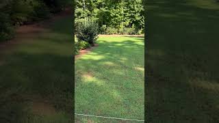 Seed Renovation Update  Seeded Zenith Zoysia  41 Day Update [upl. by Eillo]