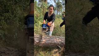 Thrilling logging chainsaw vs giant tree [upl. by Drucy]