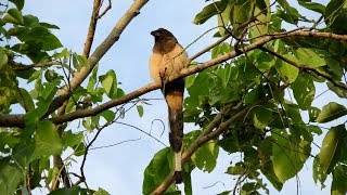 Yellow cuckoo bird sound 4k ultra hd video [upl. by Laroy]