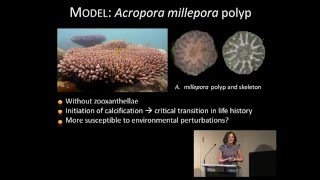 Aurelie Moya  Transcriptome of the coral Acropora millepora reveals complex responses to [upl. by Ellirpa]