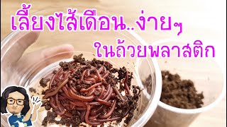 วิธีเลี้ยงไส้เดือน ในถ้วยพลาสติก How to feed earthworms  pit dad style [upl. by Mechelle]