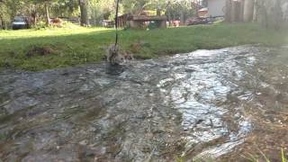 Bobcat jumping across the creek in slow motion [upl. by Amandie]