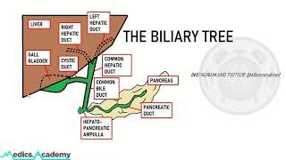 47 SECONDS on the ANATOMY of the BILIARY TREE [upl. by Leanor]