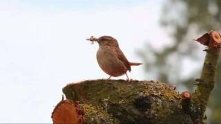 Le troglodyte et son chant [upl. by Chita]