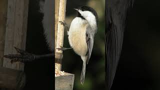 Blackcapped Chickadee Song Video Songbird Nature Sounds [upl. by Dijam]