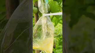 🍃☘️🍅🍅Tomato propagation method using cuttings🍅🍅☘️🍃 [upl. by Yerhcaz]