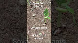 shortseed germinationorganic plantationsoyabeen plantsbhendi plantsyoutube shortsgardening [upl. by Norrek]