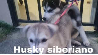 husky siberiano y su cresimiento [upl. by Andrei]