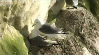 Kittiwakes on Seaford Head in 2007 [upl. by Boycey]