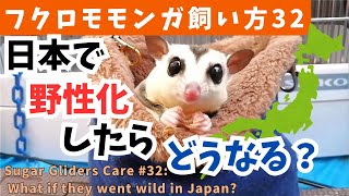 もしフクロモモンガが日本で野生化したらどうなる？【飼い方32】 [upl. by Rese]