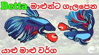 Betta fish Tank Mates in Sinhala [upl. by Hoy]