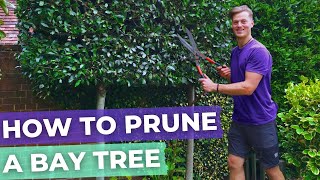 How To Prune A Bay Laurel Tree Hedge  Complete Guide [upl. by Sonafets]