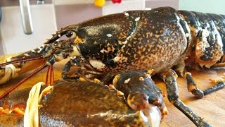 How To Prepare And Cook A Live Lobster 2 TheScottReaProject [upl. by Olnton]