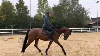 Duke  Show Jumper  Dipylon  2020  Gelding [upl. by Pelag443]