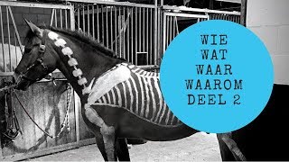 DE ANATOMIE VAN EEN PAARD BOTTEN WIEWATWAARWAAROM JOANNENEIDHOFERHORSES VLOG2 [upl. by Einahpad]