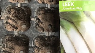 Leek seedling Rooftopandterracekitchengarden gardening leeks seeds greenonion vegetables [upl. by Nevada]