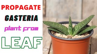 Gasteria  Propagate Gasteria Plant From Leaf  With Result Update [upl. by Colombi304]